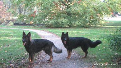 Herfst wandeling met 2 B' Engeltjes: Odin en Souris